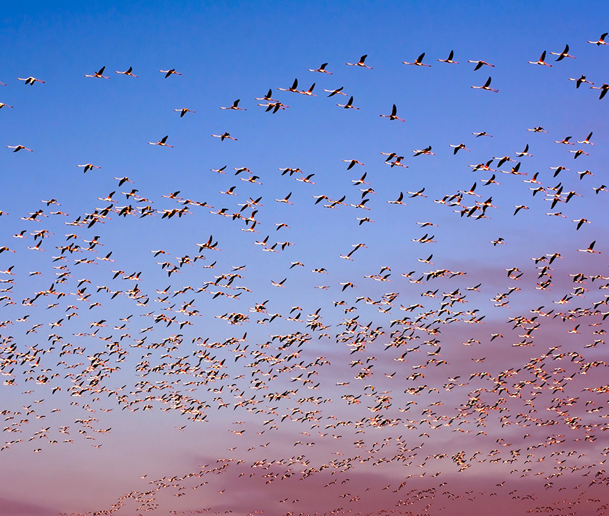 Flock of birds